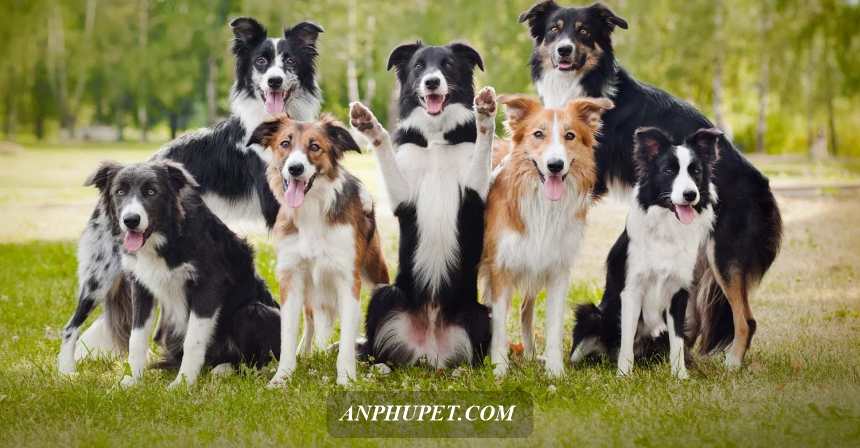 banner-an-phu-pet