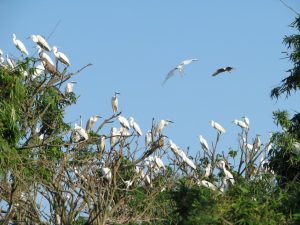 Con cò có những đặc điểm nào nổi bật sinh trưởng ra sao
