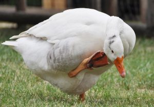 Con ngỗng giữ nhà có những đặc điểm gì hình ảnh chi tiết