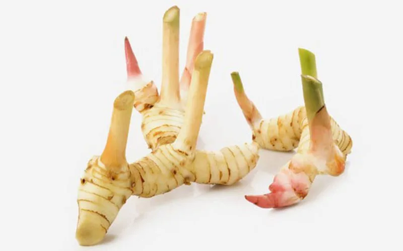 Củ riềng có tác dụng gì cách chế biến và ngâm rượu