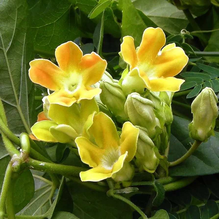 Hoa thiên lý có ý nghĩa gì tác dụng cách trồng ra sao