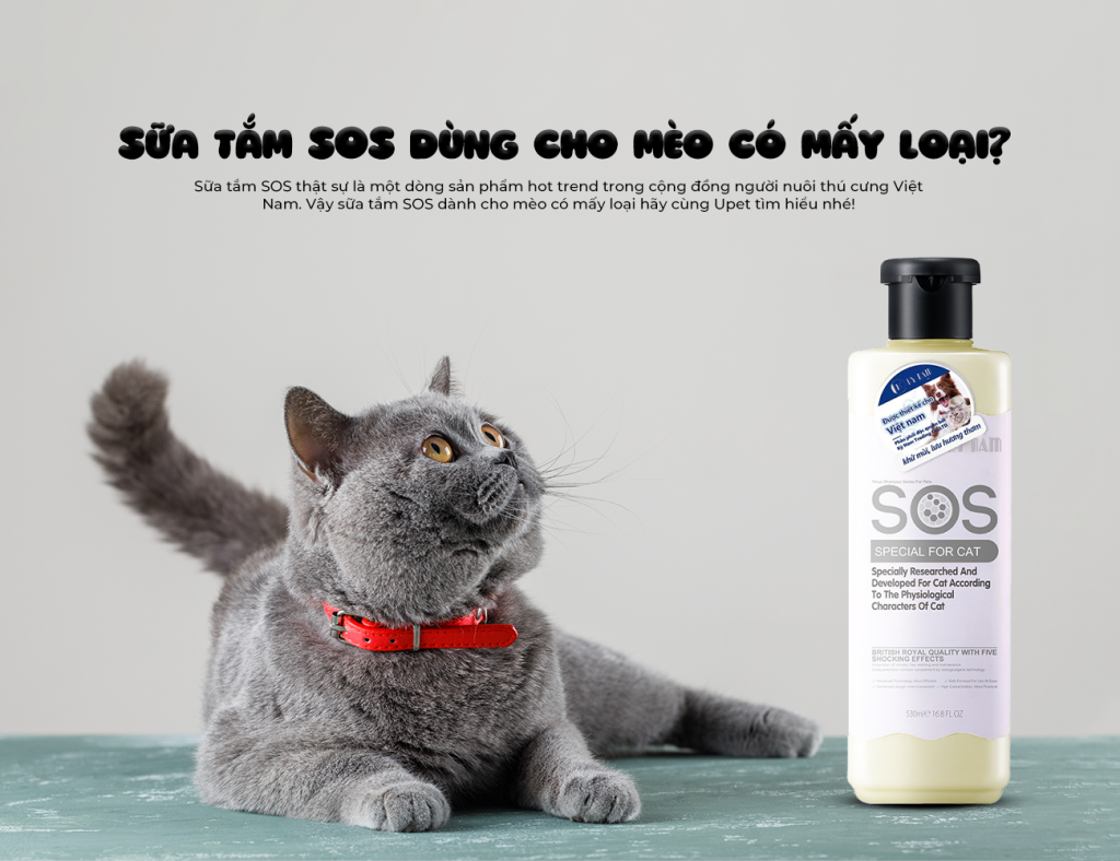 Sữa tắm cho mèo loại nào tốt cùng hướng dẫn chăm sóc cơ bản