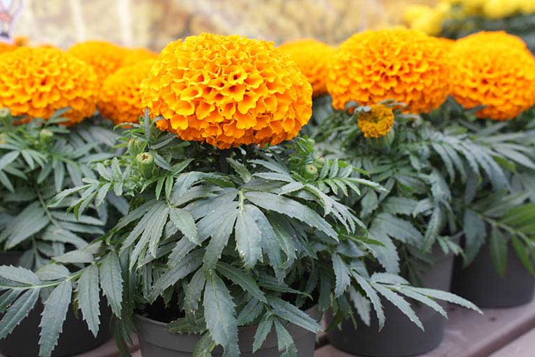 Hoa vạn thọ mang ý nghĩa gì có những loài nào chính