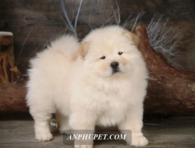 10 Giong Cho Dat Nhat The Gioi Chow Chow