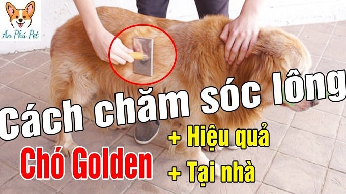 cham soc cho golden