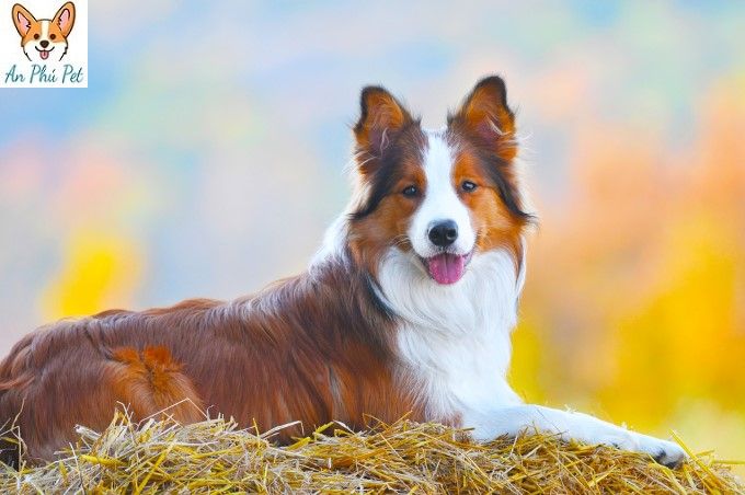 border collie dog lie on hay in autumn time
