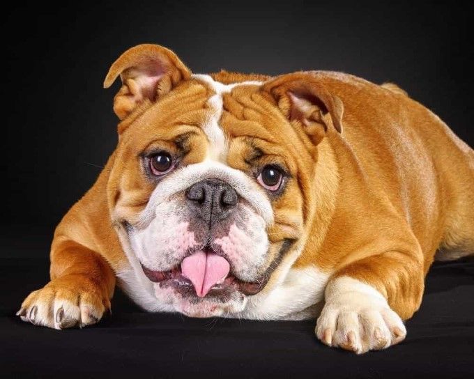 Chó Bulldog Mặt Xệ Và Một Số Điều Cần Biết Về Giống Này