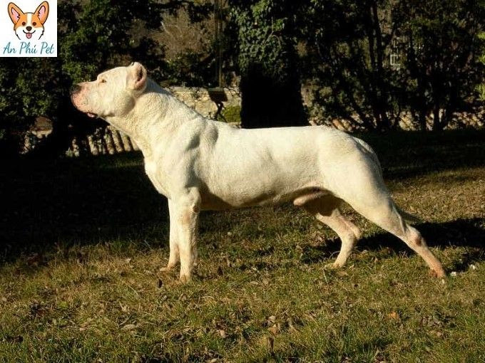 Cho Dogo Argentino Trung Thanh