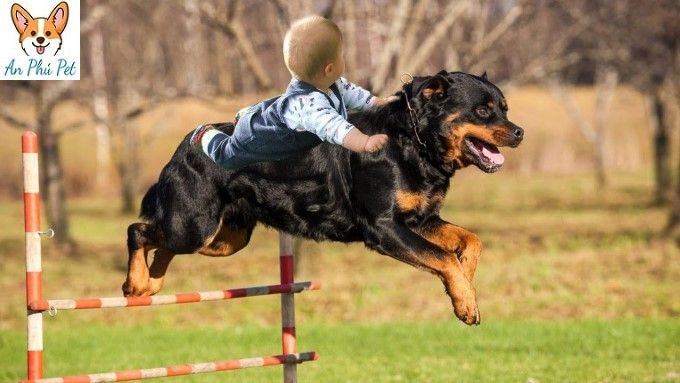 Cho Rottweiler Gia Thanh