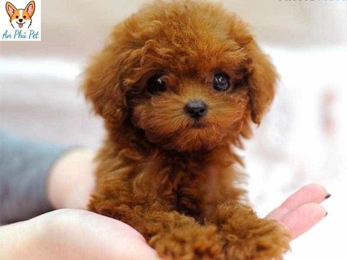 Cho Toy Poodle Con