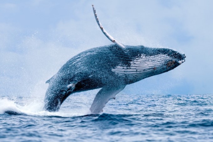 Cá voi xanh khổng lồ sống ở đâu có đặc điểm như thế nào