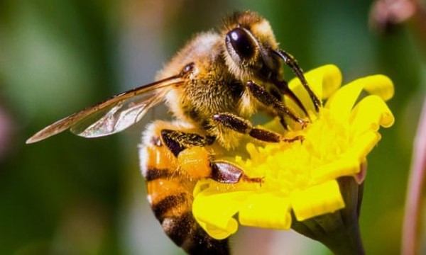 Hình ảnh con ong vàng siêu đẹp siêu dễ thương dành cho bé