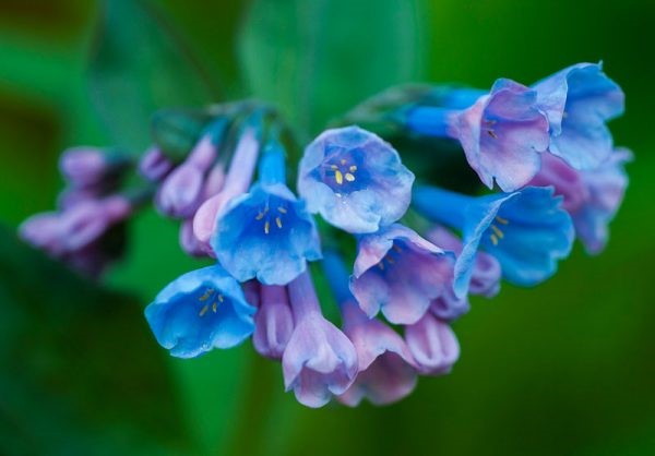 hoa chuong xanh