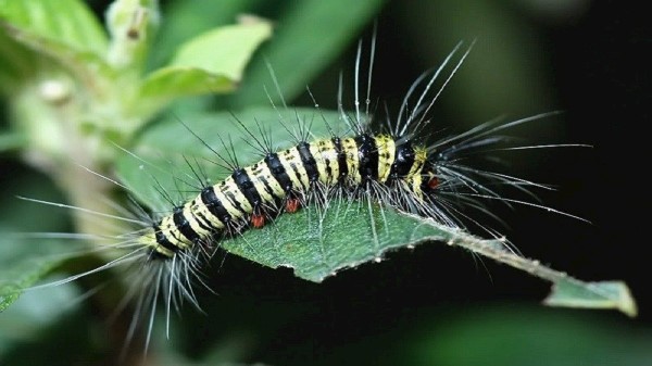 hình ảnh  Sâu bướm Côn trùng thiên nhiên màu xanh lá Động vật không  xương sống Larva Lá Bướm đêm và bướm Nhà máy trên mặt đất thực vật  Gia đình
