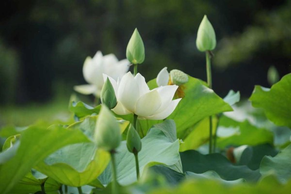 Hoa sen trắng mang ý nghĩa gì hình ảnh chi tiết nhất