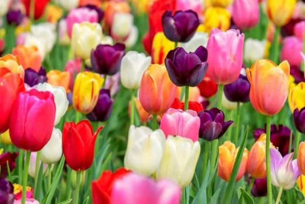 hoa tulip cach trong