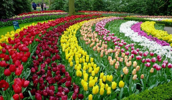hoa tulip cham soc