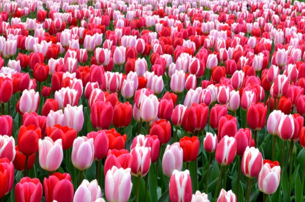 hoa tulip dac diem