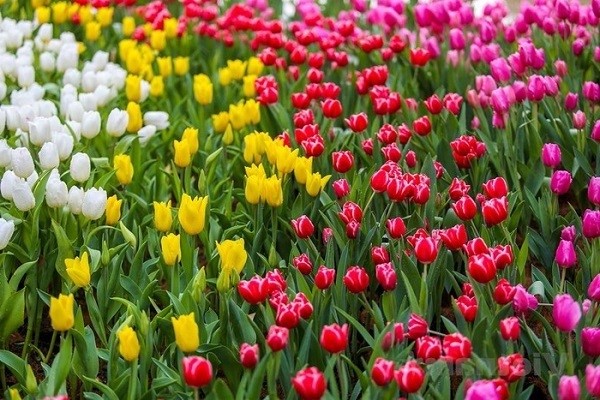 hoa tulip y nghia