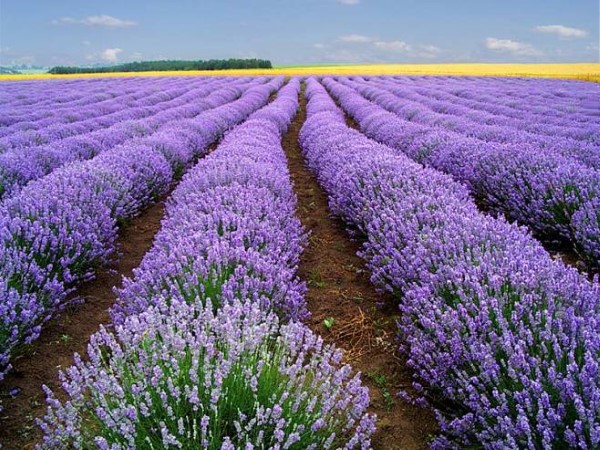 Hoa violet có nguồn gốc từ nước nào là hoa gì có màu gì  Fes Việt