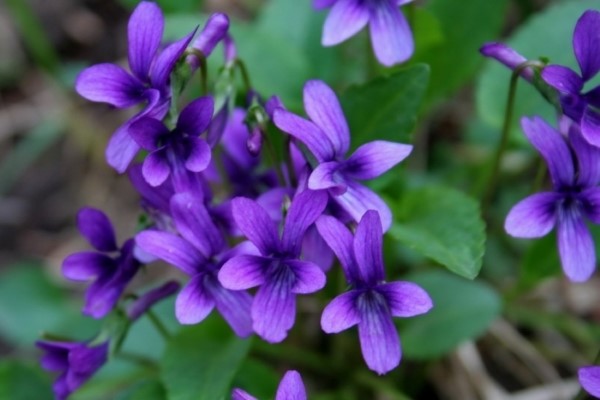 hoa violet cham soc