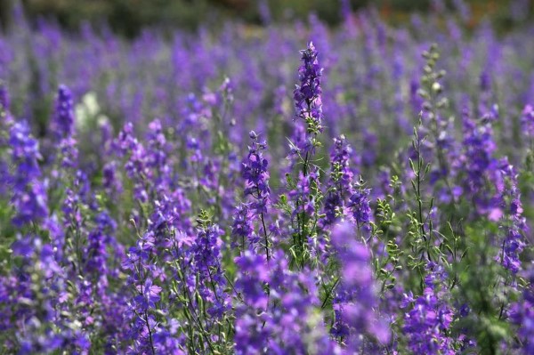 hoa violet gioi thieu