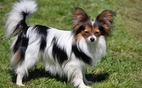 Chó Papillon hay chó bướm xinh xắn rất nhiều điều thú vị