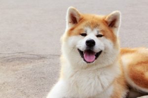 Cho Akita O Dau