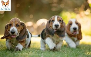 Cho Basset Hound Tong Quan