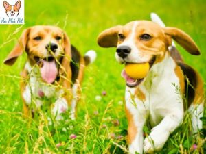 Cho Beagle Tong Quan