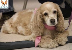 Cho Cocker Spaniel De Thuong