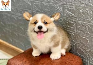 cho corgi con