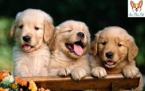 cho golden cuoi