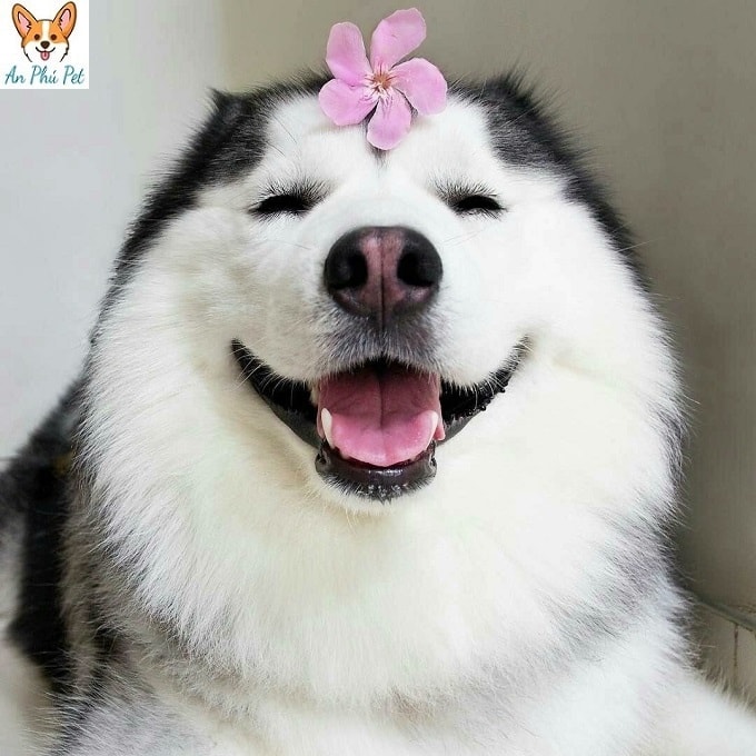 cho husky de thuong