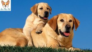 Cho Labrador Tong Quan