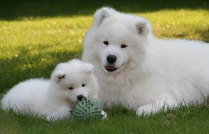 Các giống chó Nhật lùn trắng lông xù ngắn nhỏ nên nuôi nhé