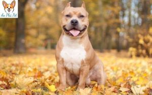 Cho Pitbull Mua O Dau