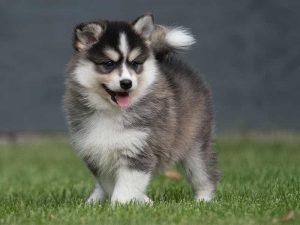 Chó Pomsky đẹp sang chảnh cùng nhiều điểm ưu tú cho các Sen