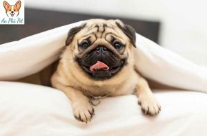 cho pug