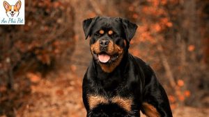 Cho Rottweiler Nguon Goc