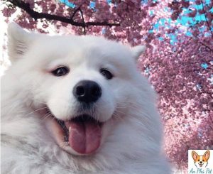 cho samoyed de thuong