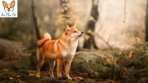 Cho Shiba Tong Quan