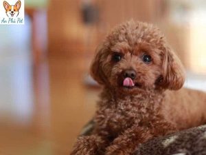 Cho Toy Poodle Mua Ban