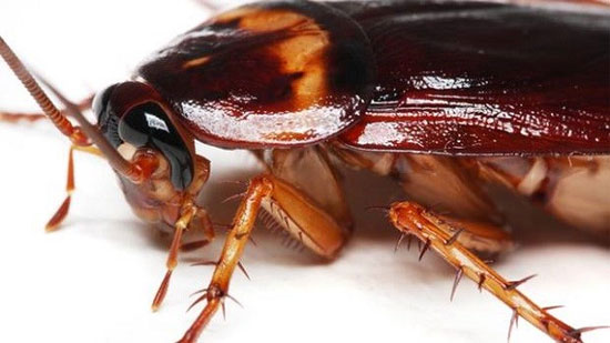 Con gián là con gì và cách tiêu diệt chúng hiệu quả nhất