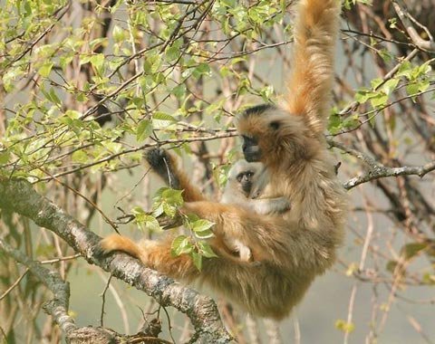 Con vượn là con gì có nguy hiểm không hình ảnh chi tiết