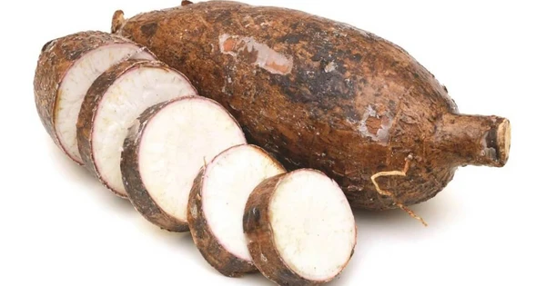 Củ sắn có tác dụng gì ai không nên ăn xem ngay nhé