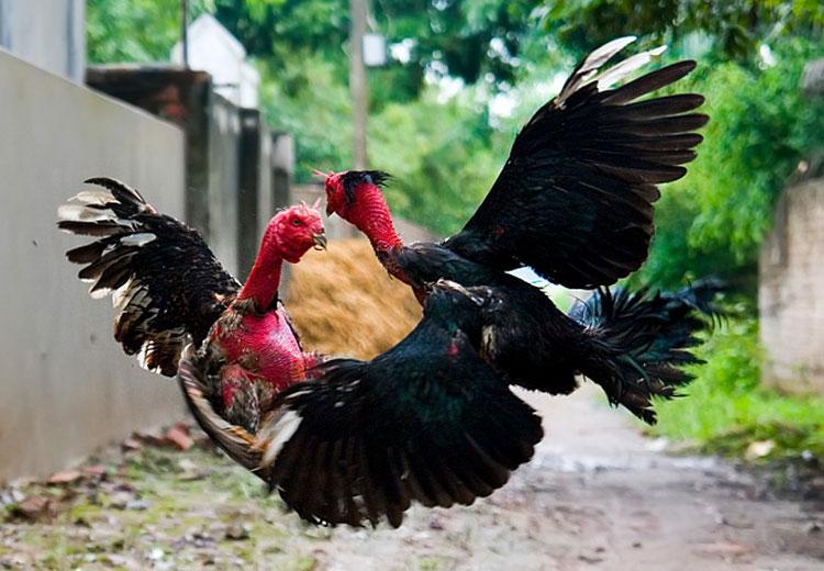 Gà đá ( Chọi ) có những loại nào cách nuôi ra sao cho tốt