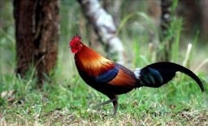 Gà rừng lông đỏ bẫy như thế nào giá bán bao nhiêu