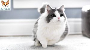 Meo Munchkin Tong Quan