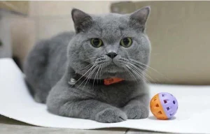 Mèo Mỹ lông ngắn thông minh cùng khả năng săn bắt tuyệt đỉnh